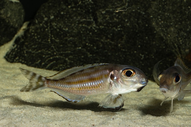 Xenotilapia caudafasciata